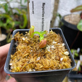 [A267] Nepenthes edwardsiana (XS)