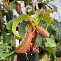 [A269] Nepenthes veitchii "Requiem for a Dream" (L, unpotted)