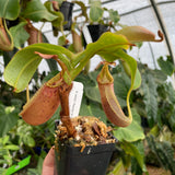 [A269] Nepenthes veitchii "Requiem for a Dream" (L, unpotted)