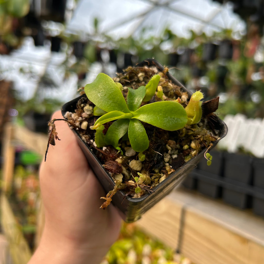 
                      
                        Nepenthes (talangensis x robcantleyi) x veitchii 'Requiem for a Dream', CAR-0709
                      
                    