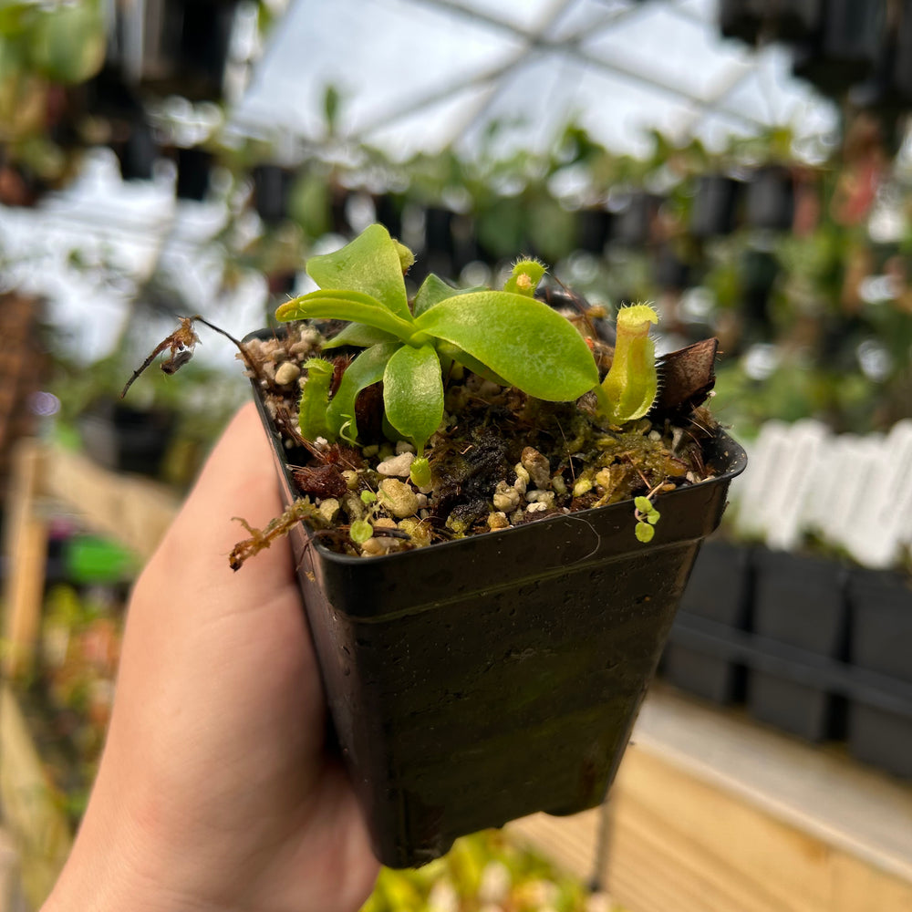 
                      
                        Nepenthes (talangensis x robcantleyi) x veitchii 'Requiem for a Dream', CAR-0709
                      
                    