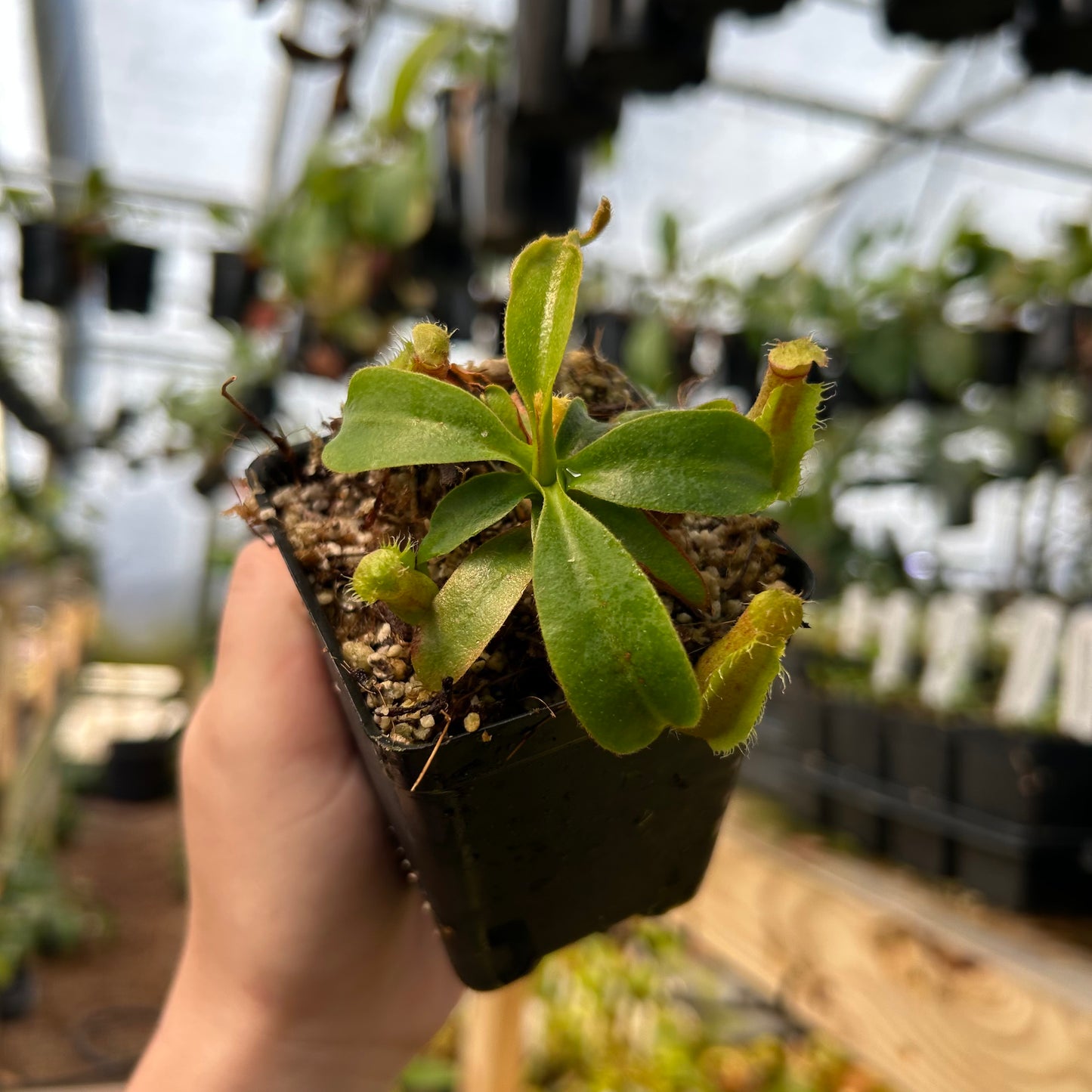 Nepenthes (talangensis x robcantleyi) x veitchii 'Requiem for a Dream', CAR-0709