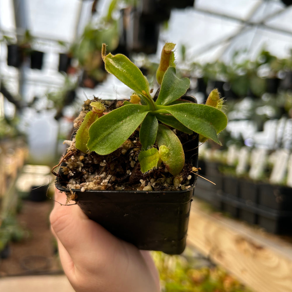 
                      
                        Nepenthes (talangensis x robcantleyi) x veitchii 'Requiem for a Dream', CAR-0709
                      
                    