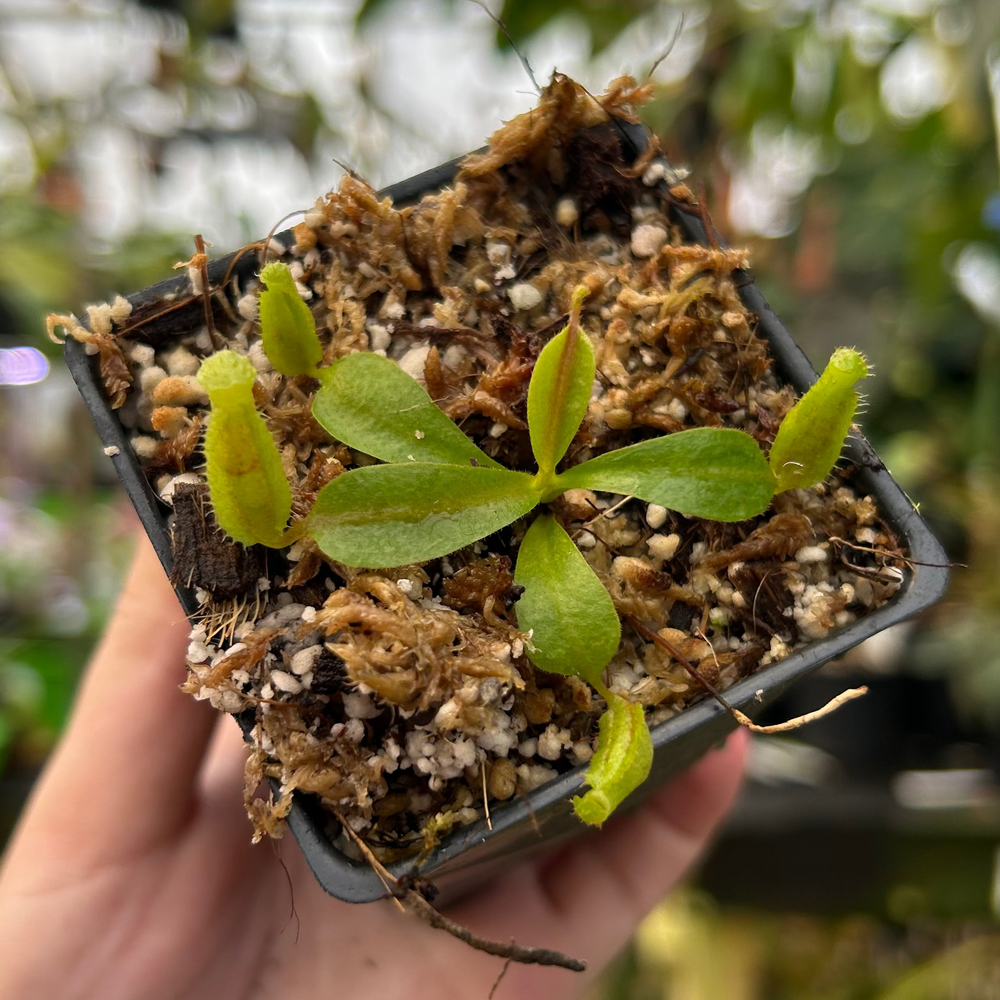 Nepenthes 'Song of Melancholy' x veitchii 'Candy Dreams', CAR-0823