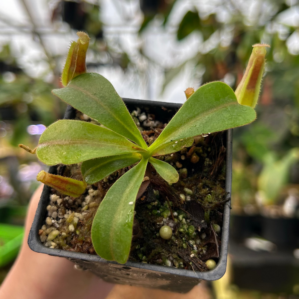 
                      
                        Nepenthes 'Song of Melancholy' x veitchii 'Candy Dreams', CAR-0823
                      
                    