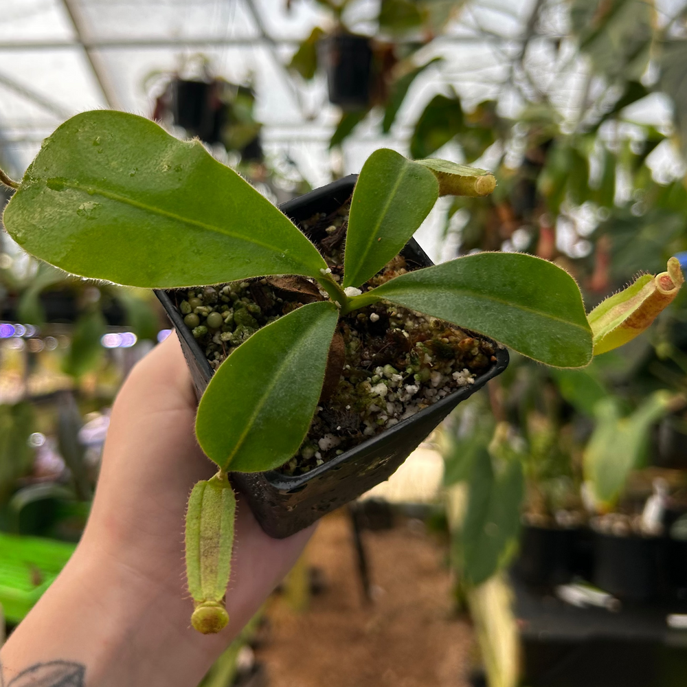 
                      
                        Nepenthes 'Song of Melancholy' x veitchii 'Candy Dreams', CAR-0823
                      
                    