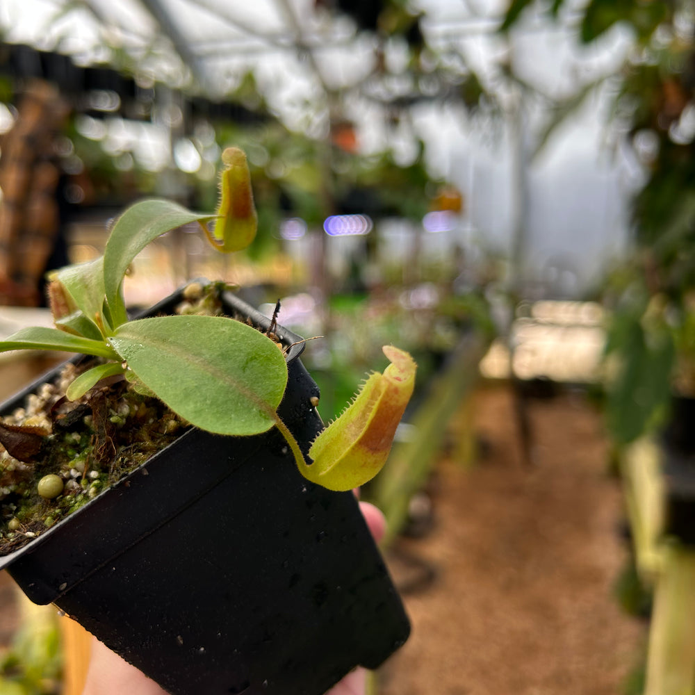 
                      
                        Nepenthes 'Song of Melancholy' x veitchii 'Candy Dreams', CAR-0823
                      
                    