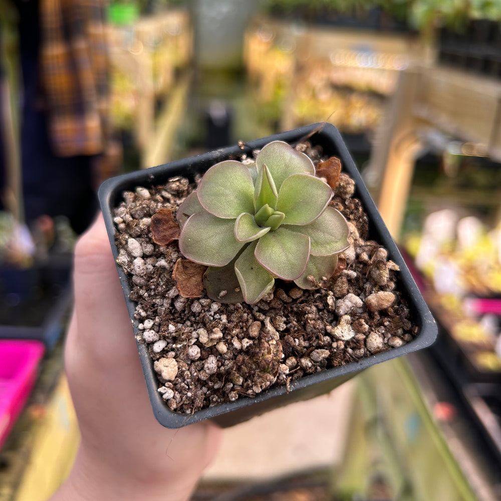 Pinguicula 'St Elmo’s Fire', CAR-0534