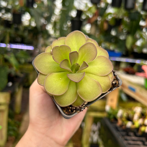 Pinguicula St Elmo's Fire succulent rosette with purple edged leaves in a small pot held against a greenhouse background.