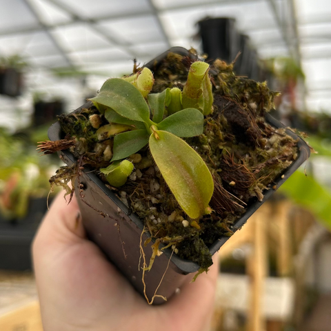 Nepenthes lowii maxima veitchii campanulata hybrid seedling with small pitchers forming on leaf tips in a mossy pot.