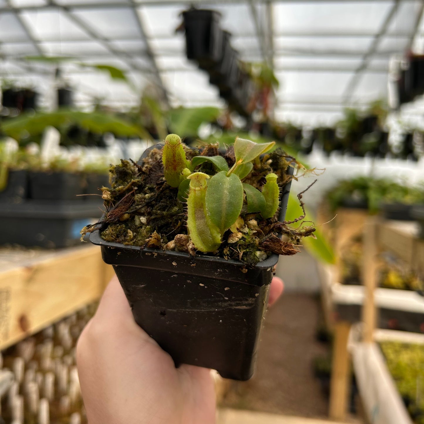 Nepenthes [lowii x (maxima x veitchii)] x campanulata, CAR-0933