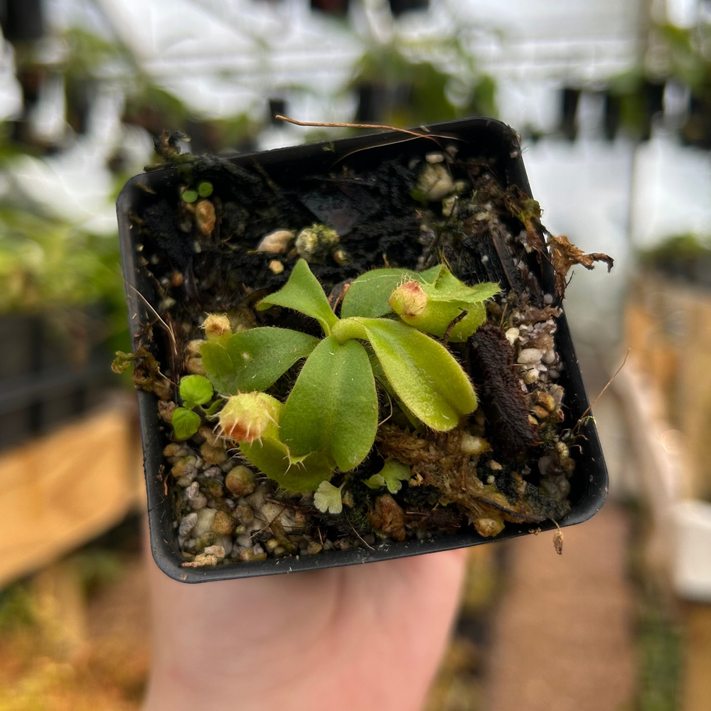 Nepenthes veitchii (M grex #2) x 'Candy Dreams'), CAR-0843