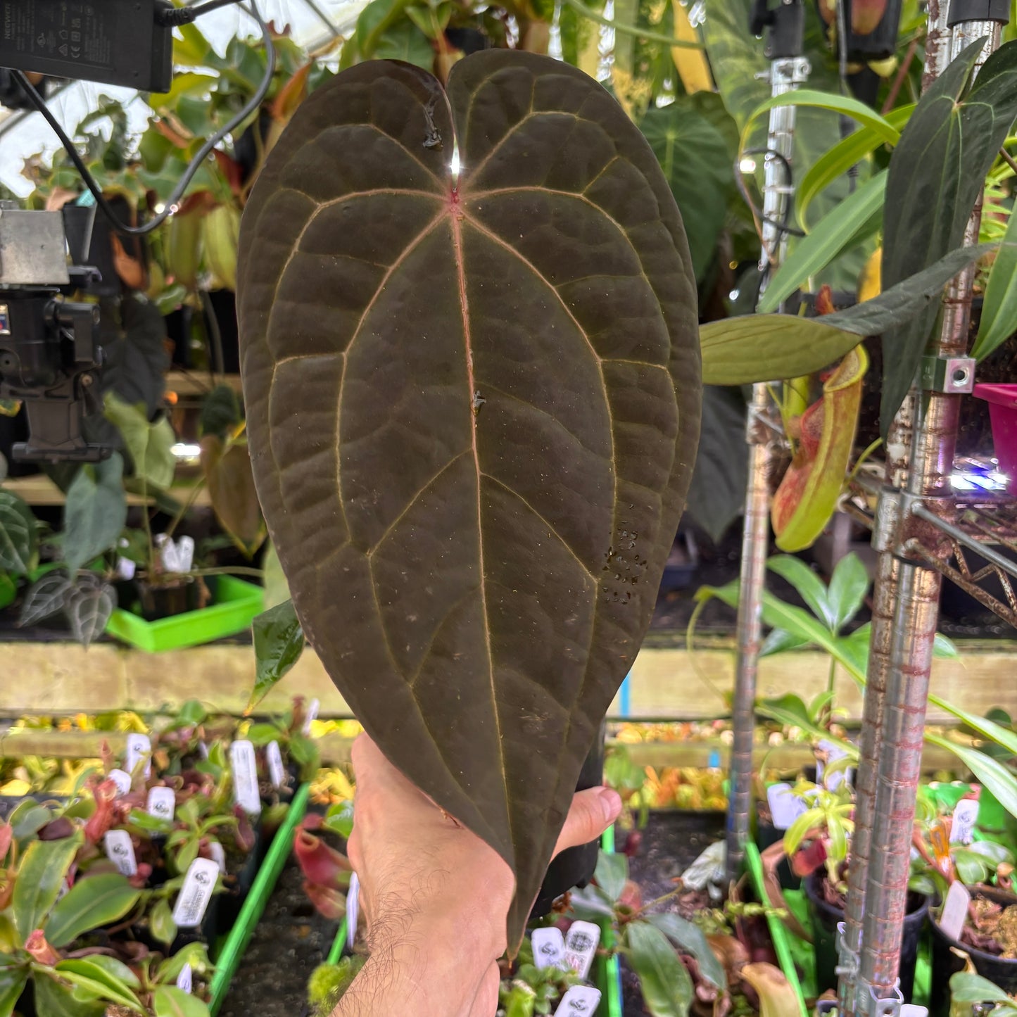 [A1008] Anthurium 'Blue Magnificum' x (crystallinum x debilis) (XL)