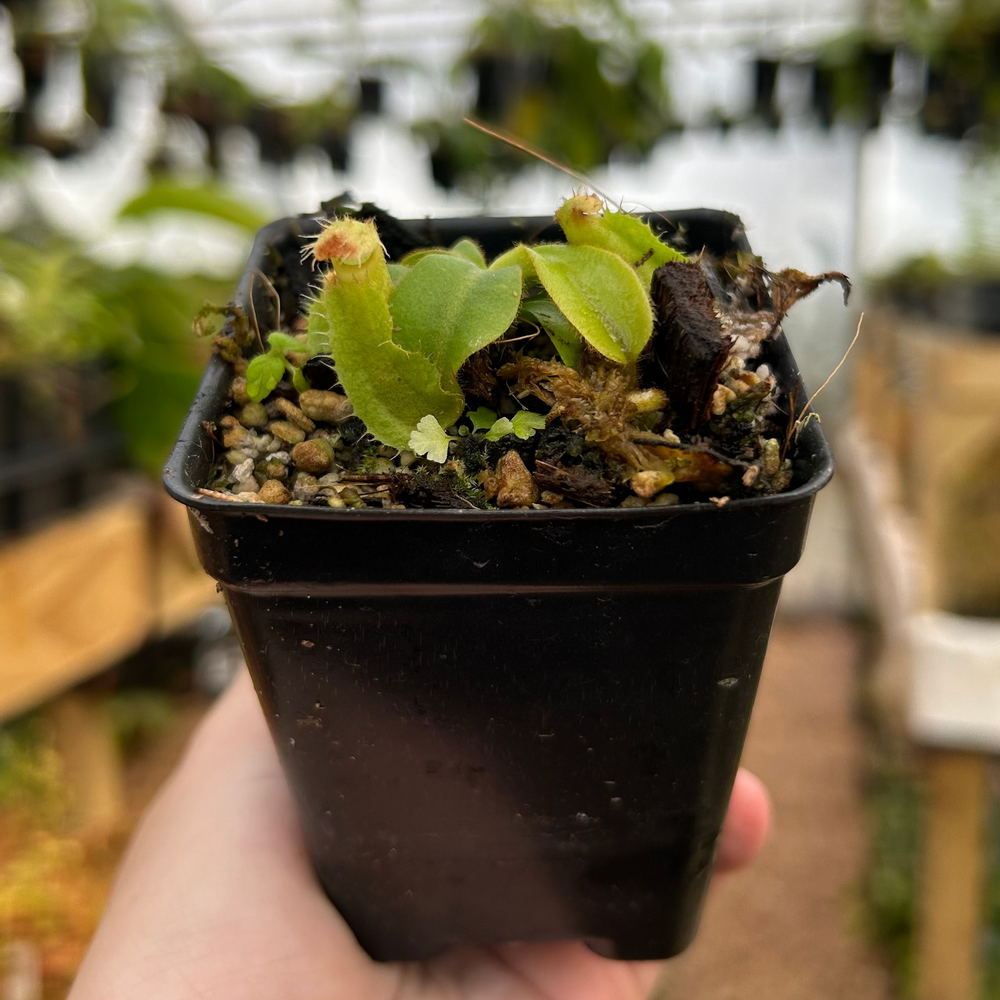 
                      
                        Nepenthes veitchii (M grex #2) x 'Candy Dreams'), CAR-0843
                      
                    