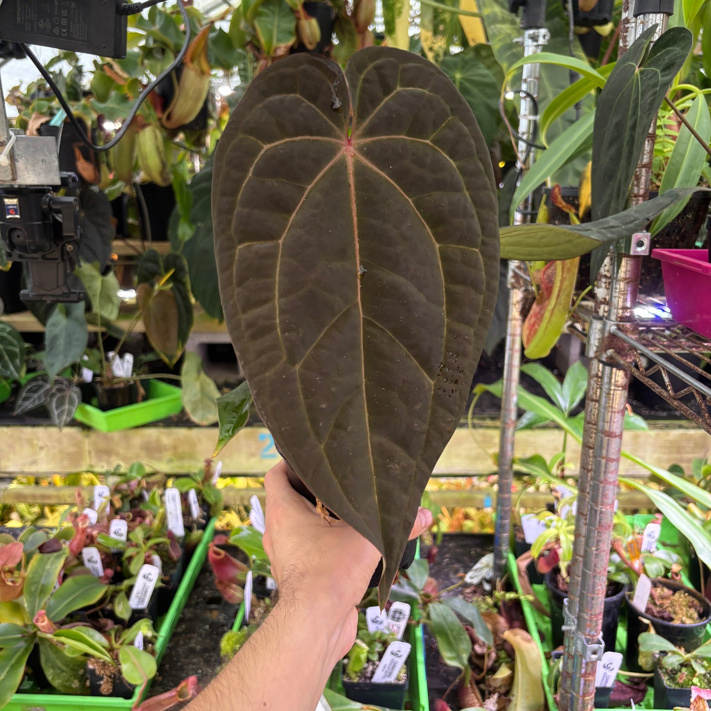 [A1008] Anthurium 'Blue Magnificum' x (crystallinum x debilis) (XL)