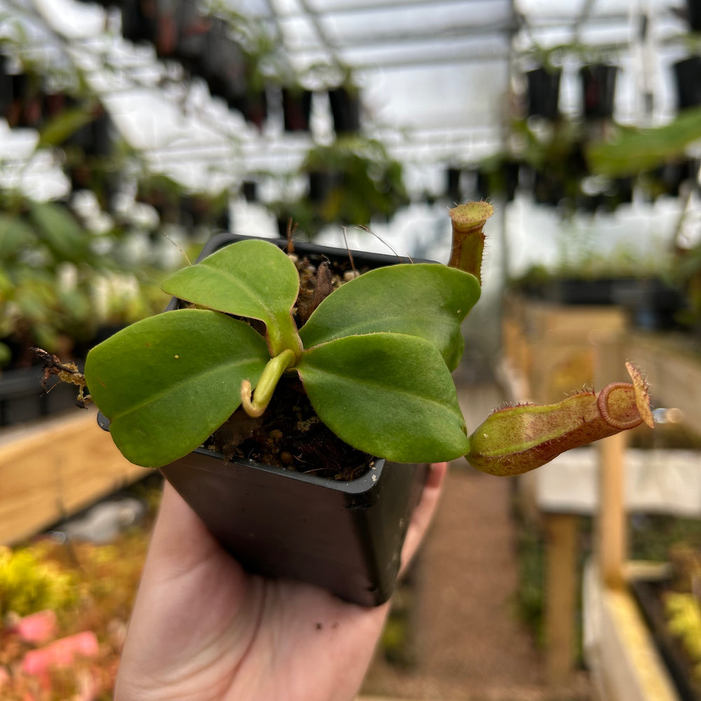 
                      
                        Nepenthes truncata (d) x harryana, CAR-0711
                      
                    