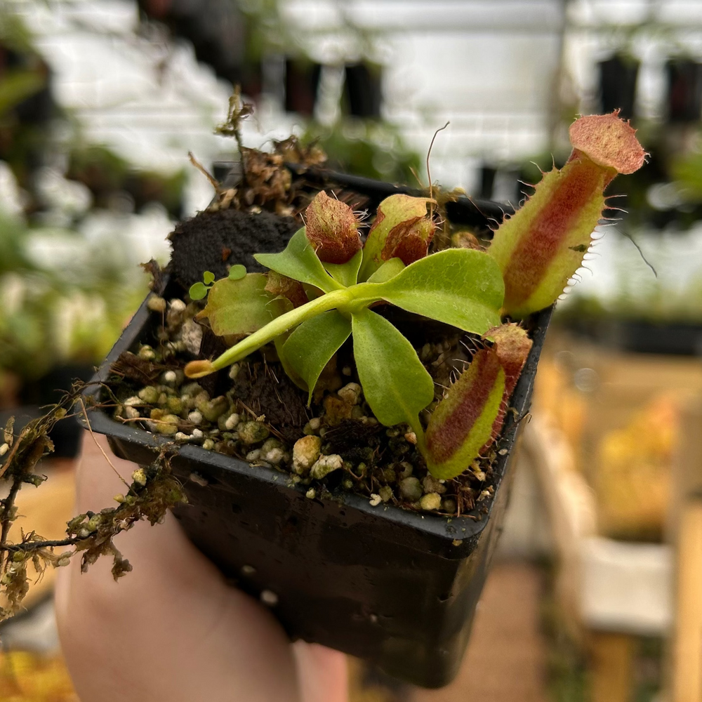 Nepenthes (spathulata x spectabilis)-BE best #2 x (lowii x truncata)-Giant, CAR-0856