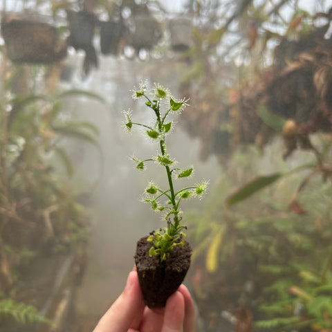 Drosera hookeri plant in a soil plug held by hand with a blurred greenhouse backdrop.