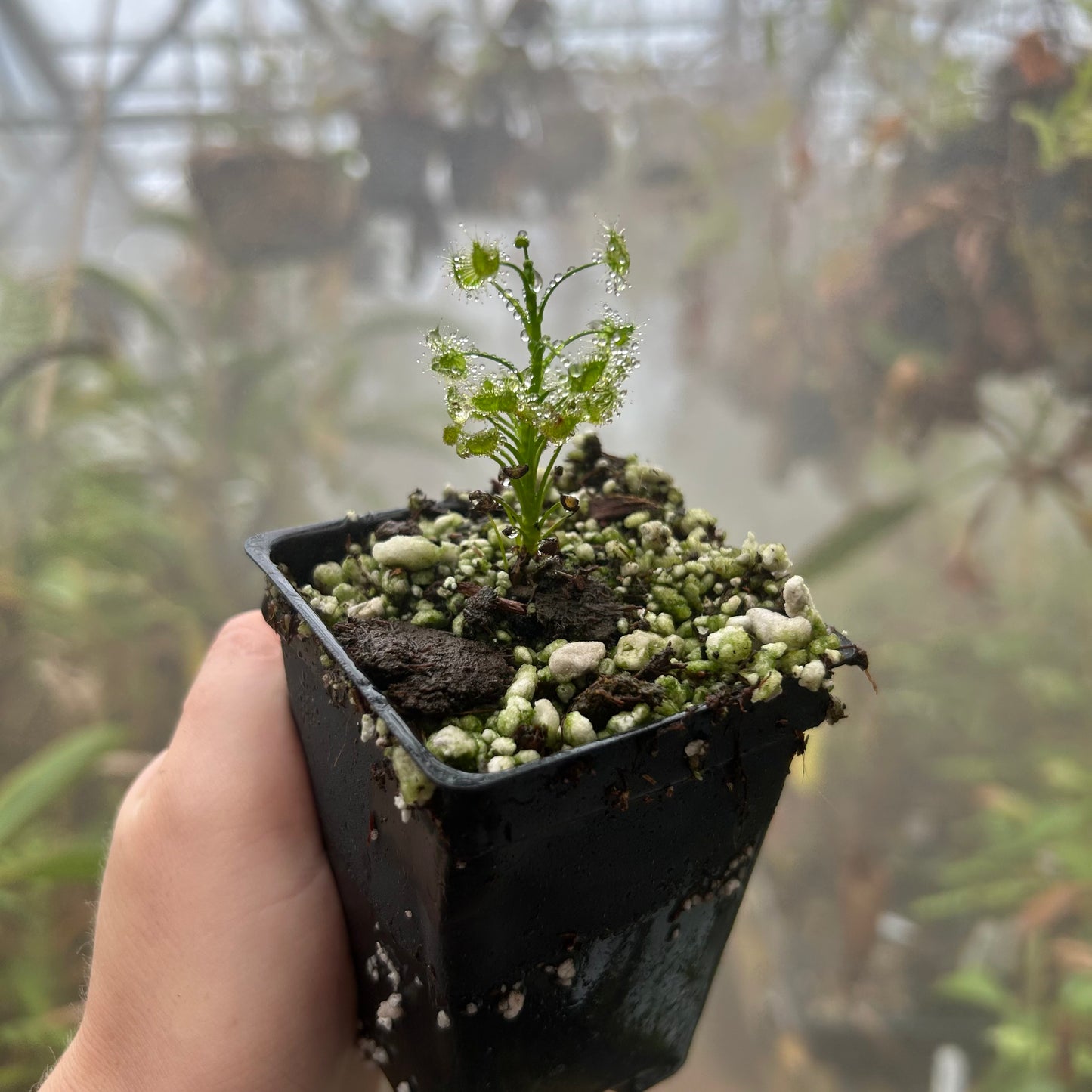 Drosera hookeri