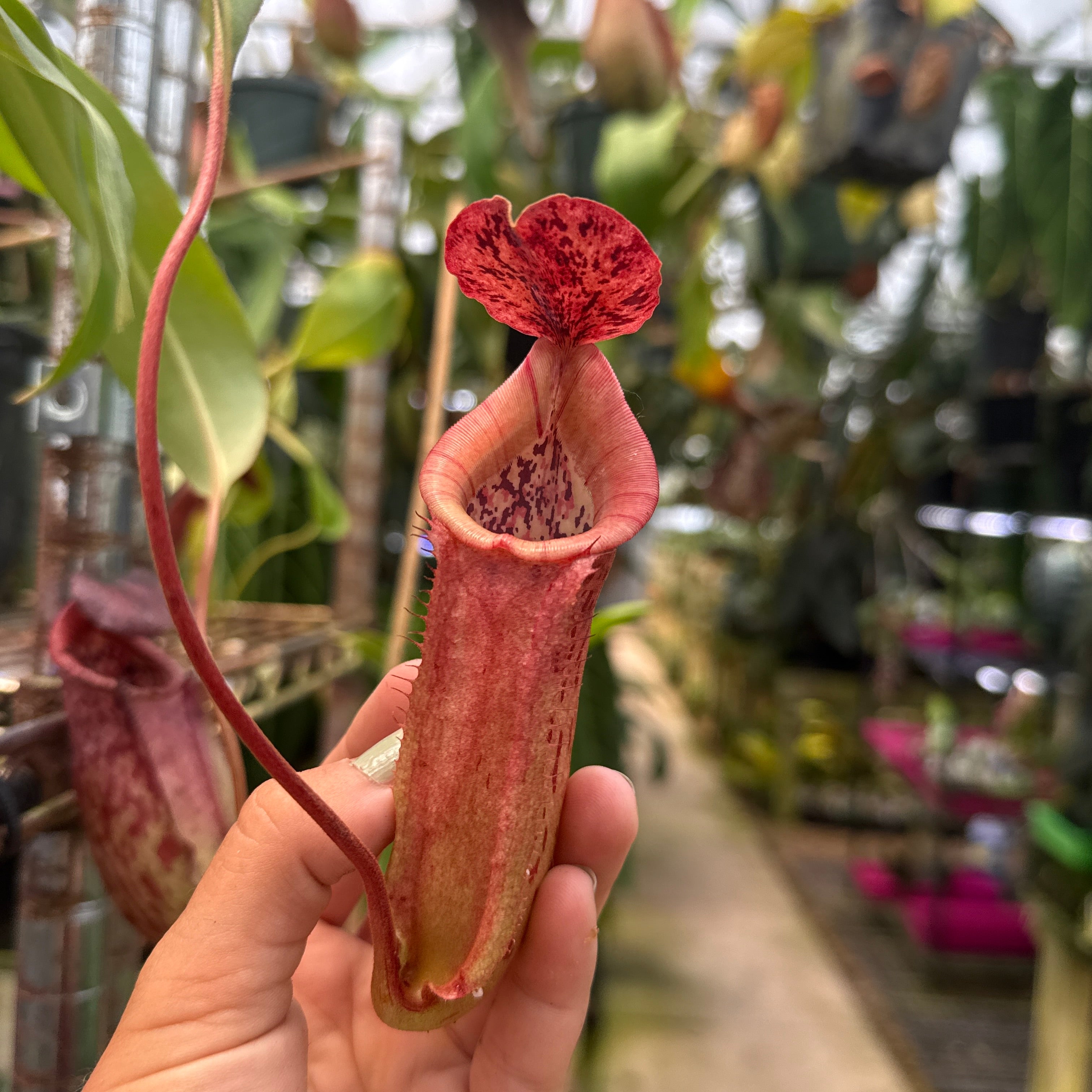 タリホー　オハイオ WH0373 Nepenthes thorelii (d) x [(lowii x veitchii) x burbidgiae