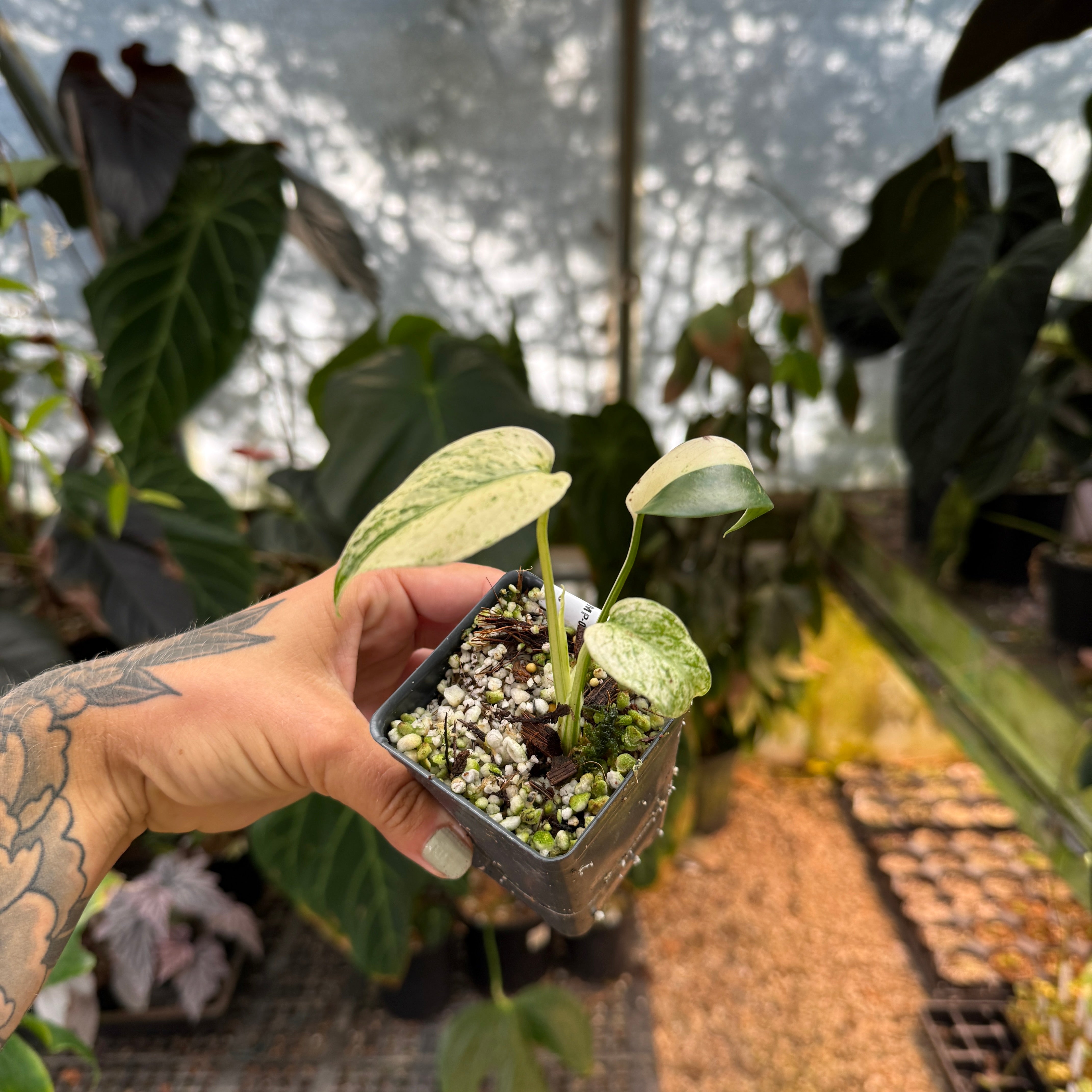 Monstera deliciosa “White Monster” – Carnivero