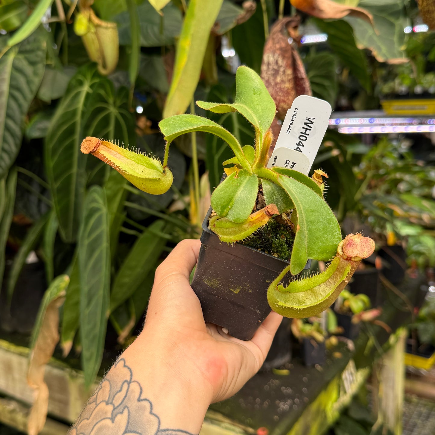 WH0445 Nepenthes truncata (d) x veitchii 'Cobra', CAR-0422 (M)