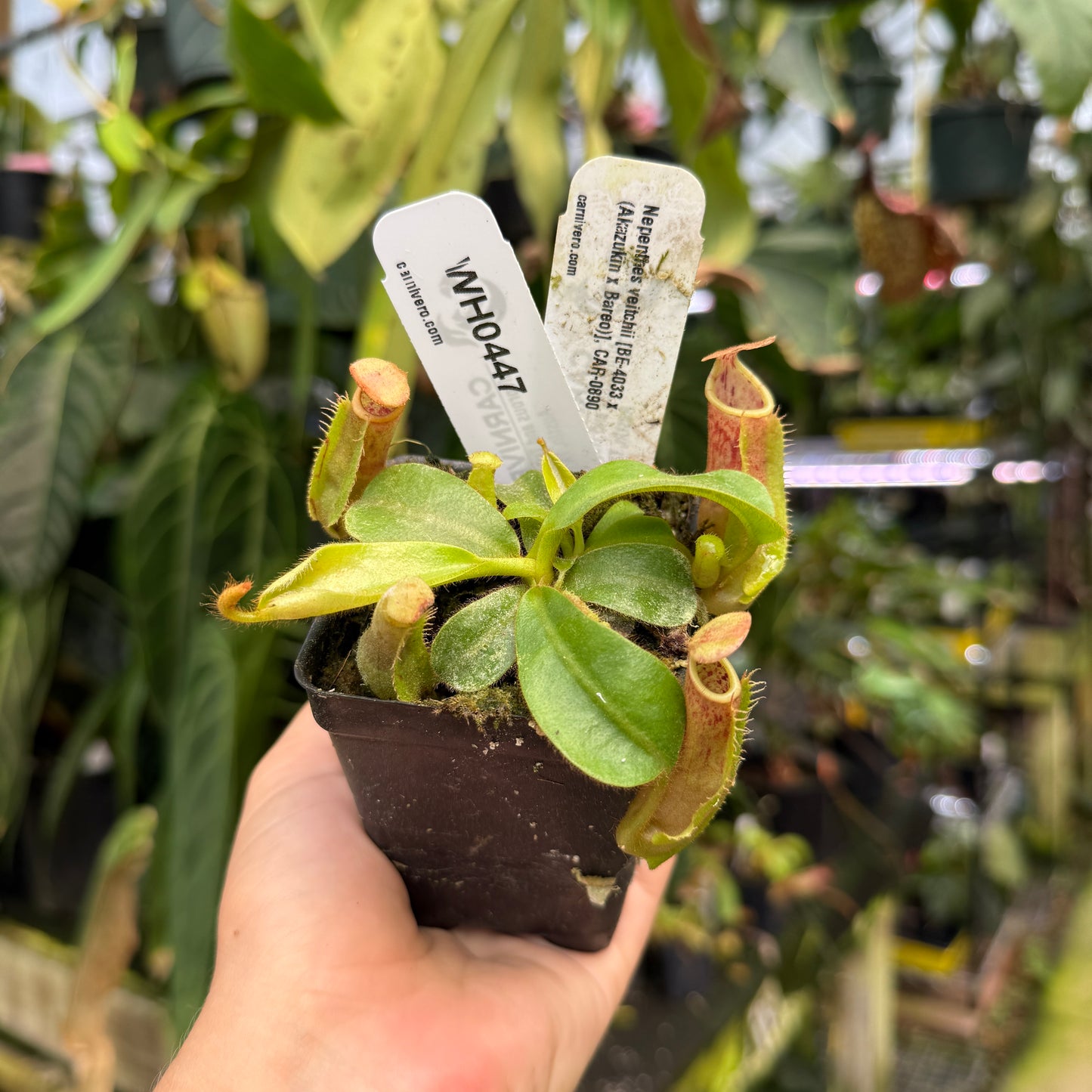 WH0447 Nepenthes veitchii [BE-4033 x (Akazukin x Bareo)], CAR-0890	(M)