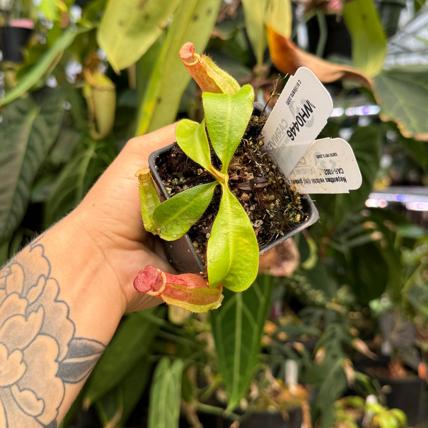 WH0446 Nepenthes veitchii ((m) grex #2 x 'Cobra'), CAR-1002	(M)