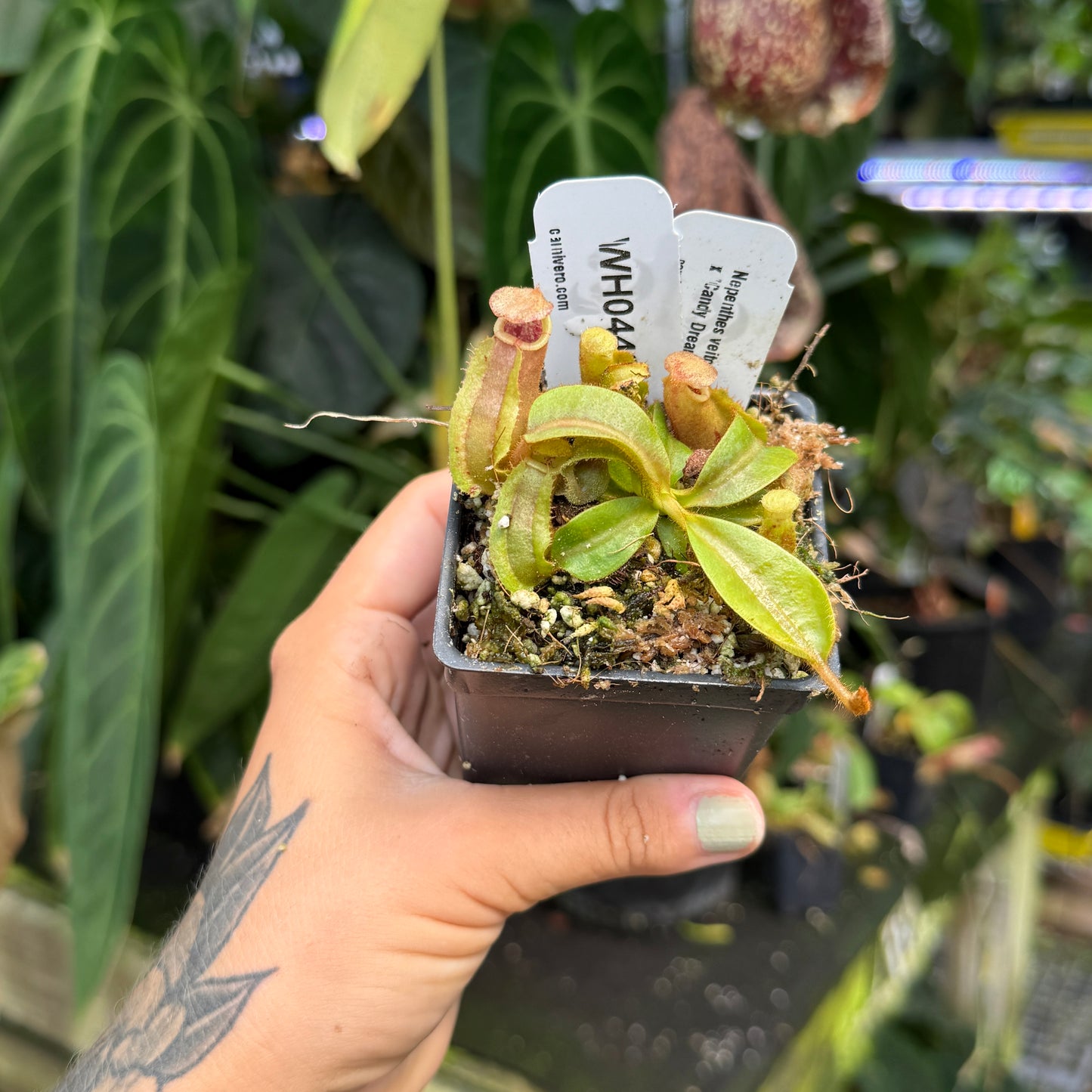 WH0448 Nepenthes veitchii [(m) Bareo TU2 x 'Candy Dreams'], CAR-0886 (S)