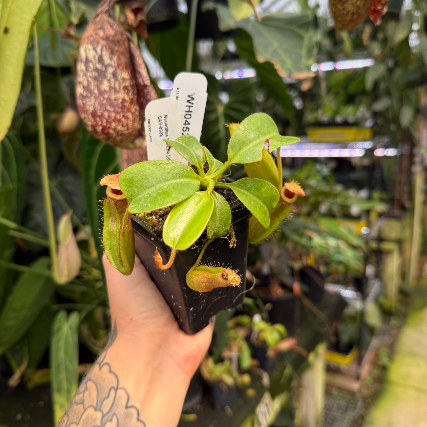 WH0452	Nepenthes truncata [(d) x Pasian Red] x villosa, CAR-0938	(M)