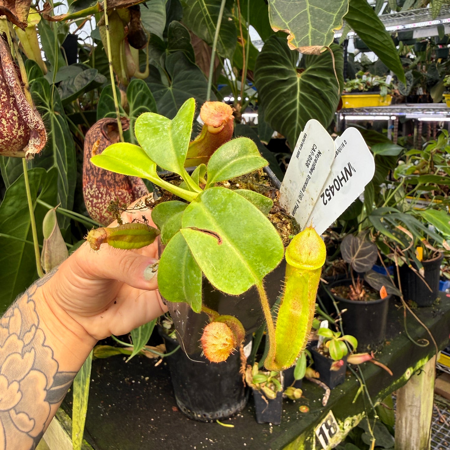WH0452	Nepenthes truncata [(d) x Pasian Red] x villosa, CAR-0938	(M)