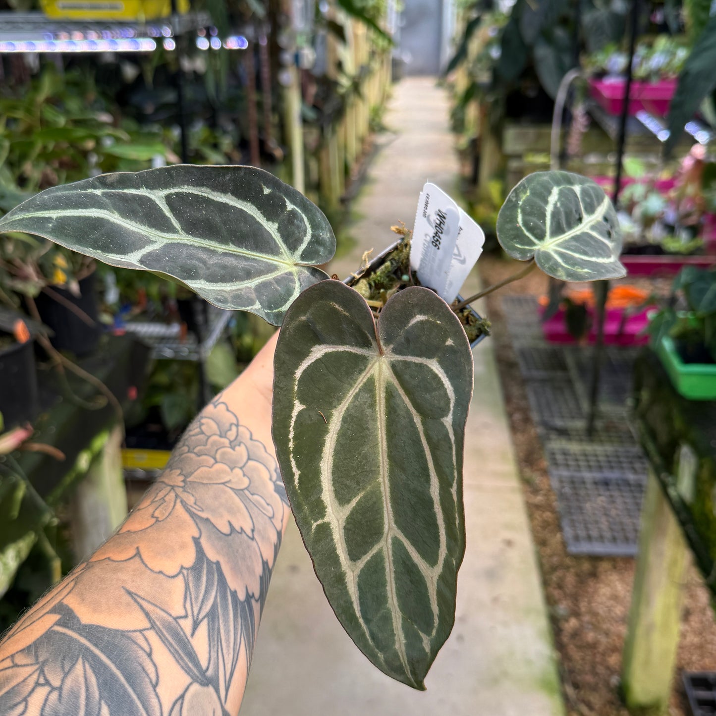 WH0456 Anthurium carlablackiae (M)