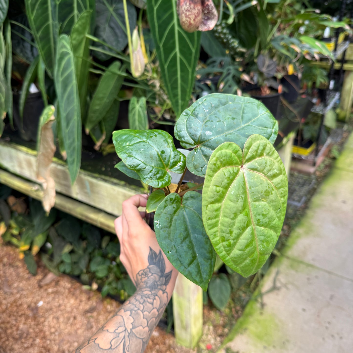 WH0459 Anthurium 'Red Crystallinum' x debilis, CAR-1133	(M)