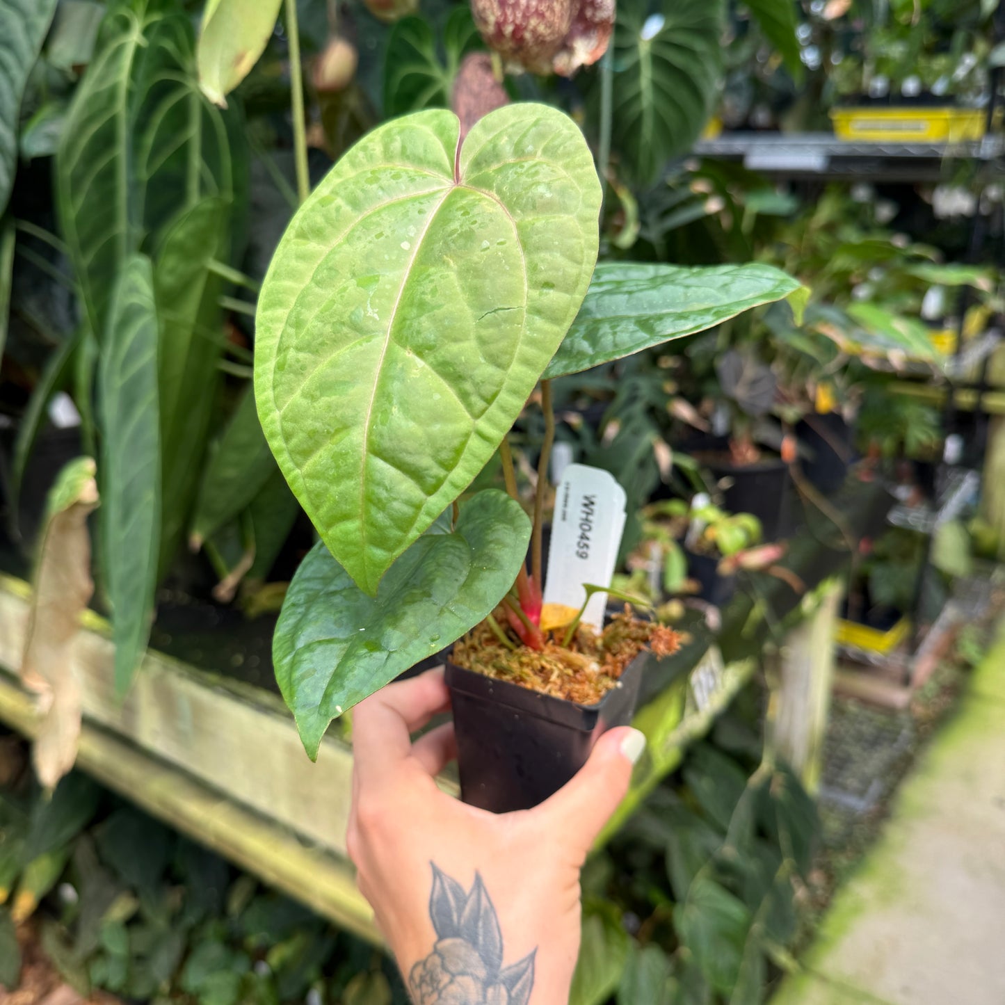 WH0459 Anthurium 'Red Crystallinum' x debilis, CAR-1133	(M)