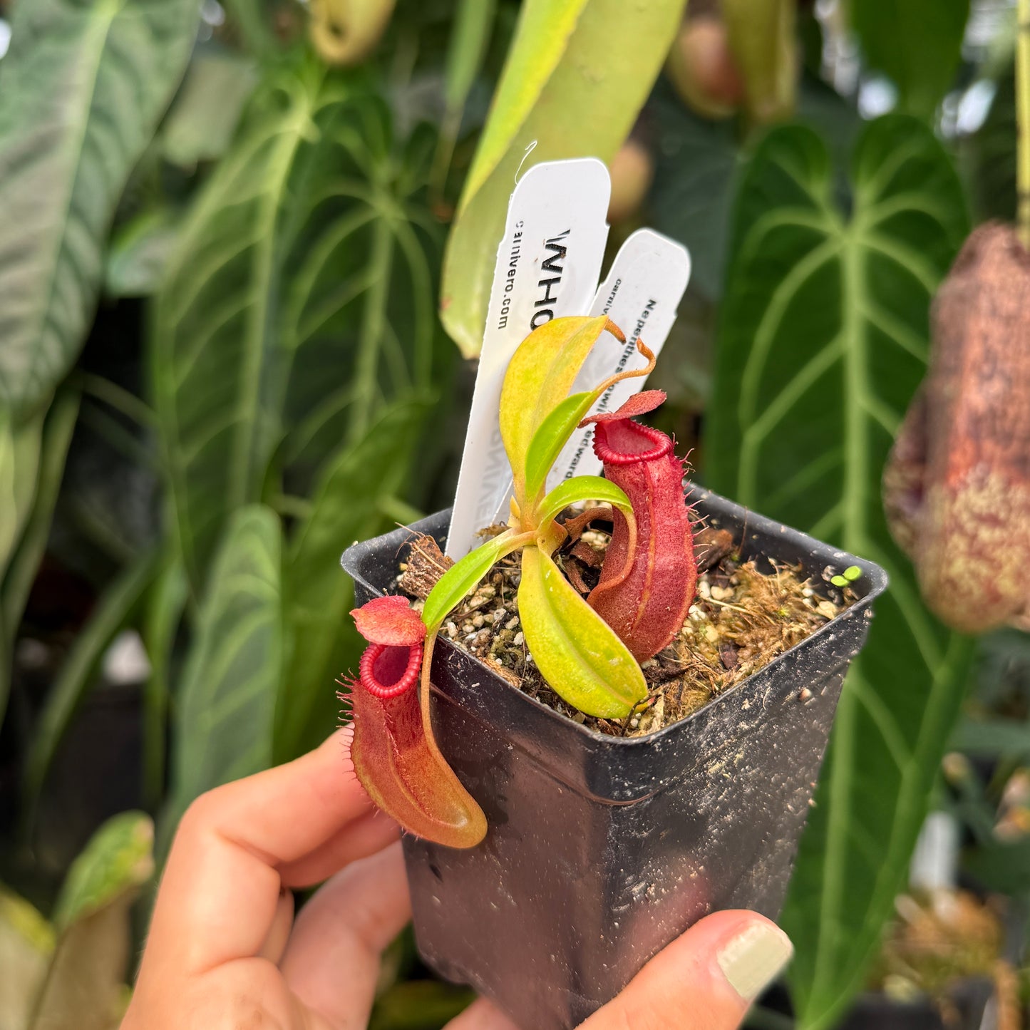 WH0461	Nepenthes lowii x edwardsiana	(S)