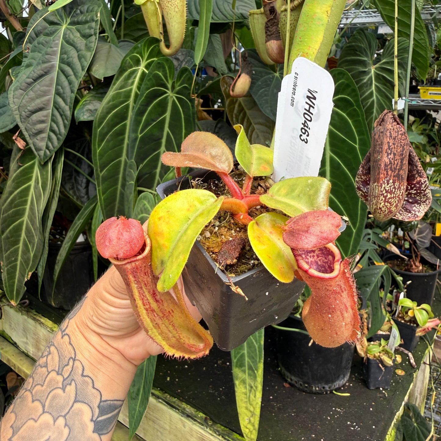 WH0463 Nepenthes truncata (highland reddish leaves) Clone: 01, IMP-0155	(M)