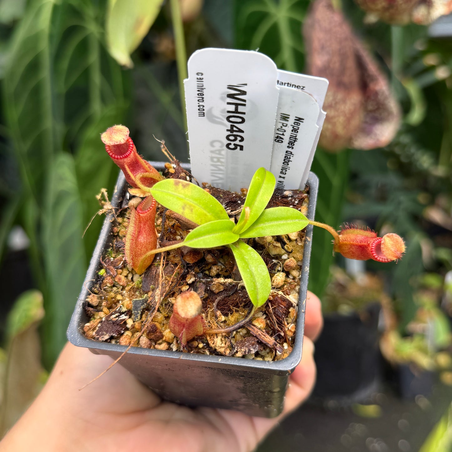 WH0465 Nepenthes diabolica x villosa Clone: 01, IMP-0149	(XS)