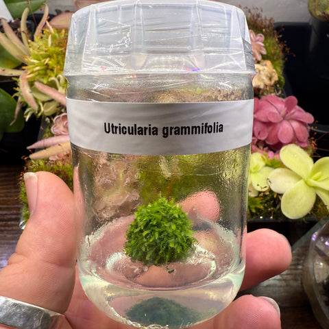 Clear jar labeled Utricularia graminifolia containing a small aquatic plant