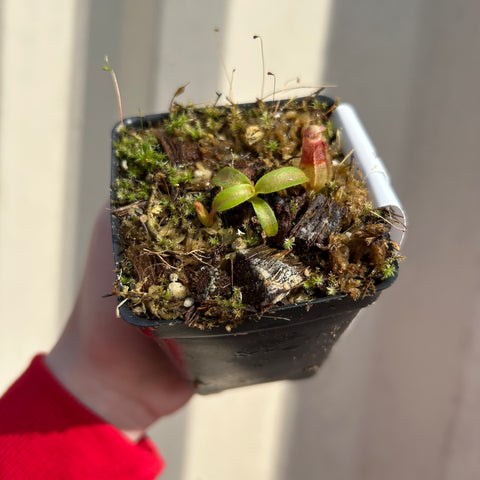Small Nepenthes aristolochioides x veitchii plant in a black square pot with moss, sunlit, featuring a red striped pitcher.