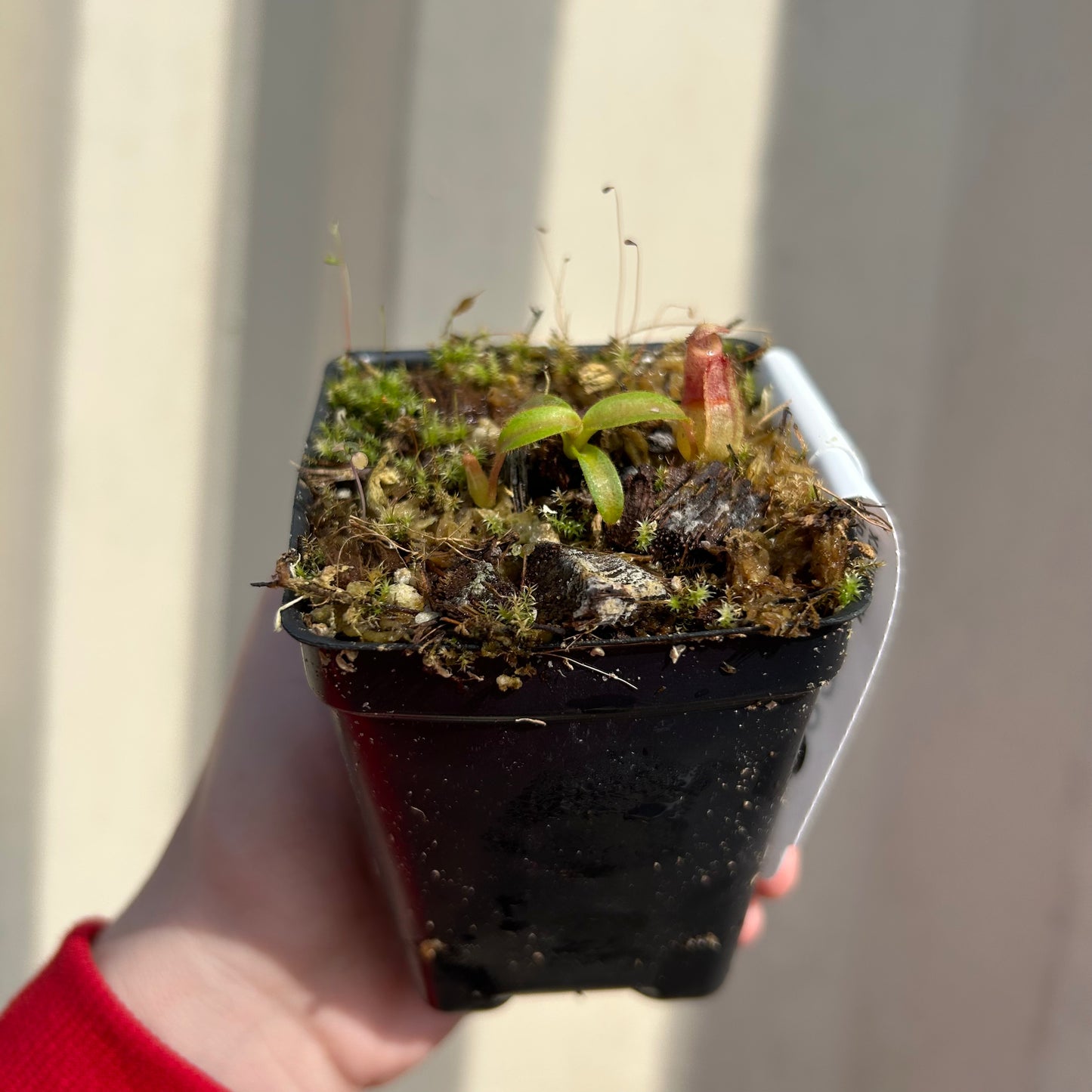 [W033] Nepenthes aristolochioides x veitchii (red striped peristome)