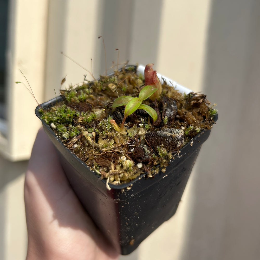 
                      
                        [W033] Nepenthes aristolochioides x veitchii (red striped peristome)
                      
                    