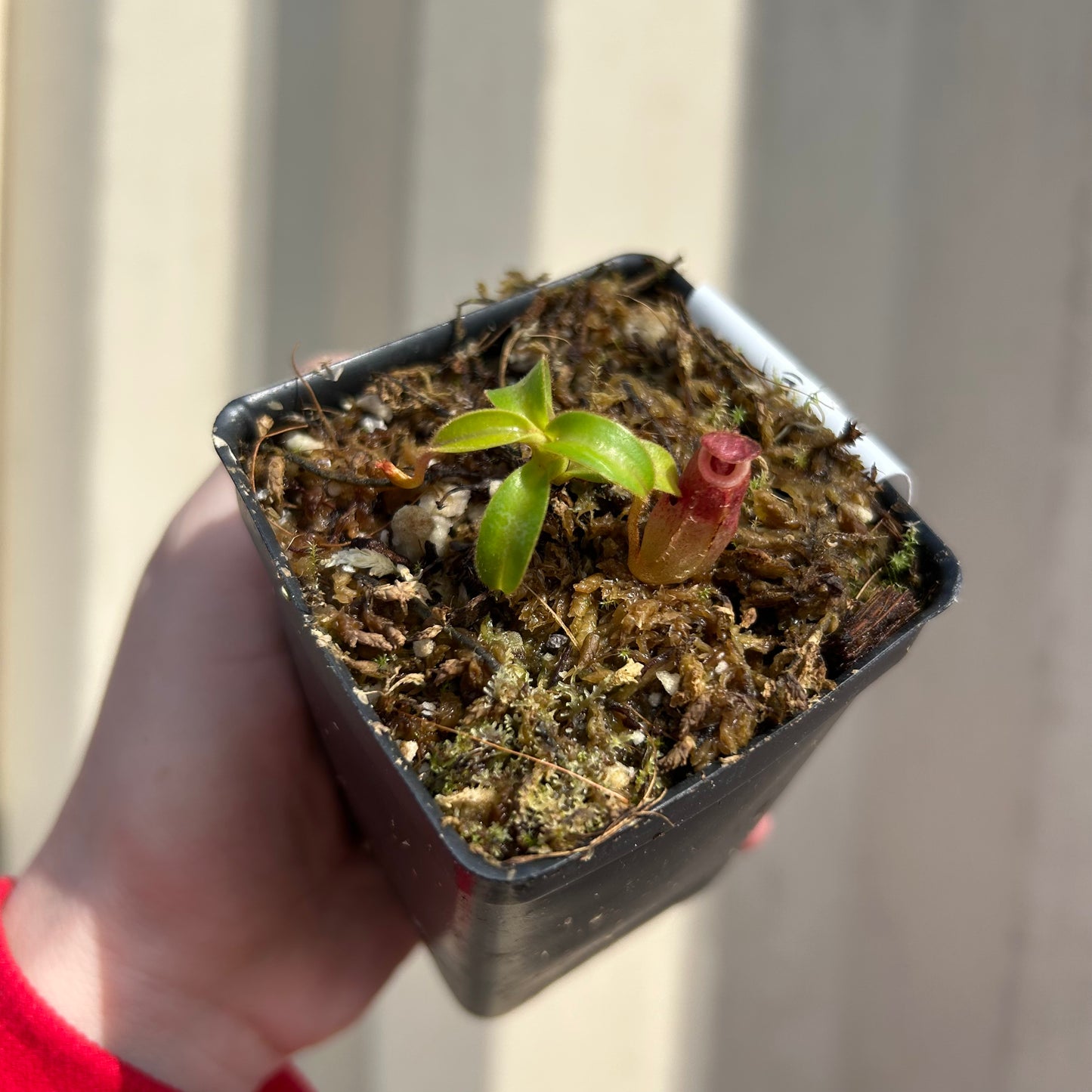 [W034] Nepenthes aristolochioides x veitchii (red striped peristome)