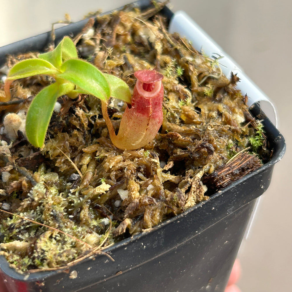 [W034] Nepenthes aristolochioides x veitchii (red striped peristome)
