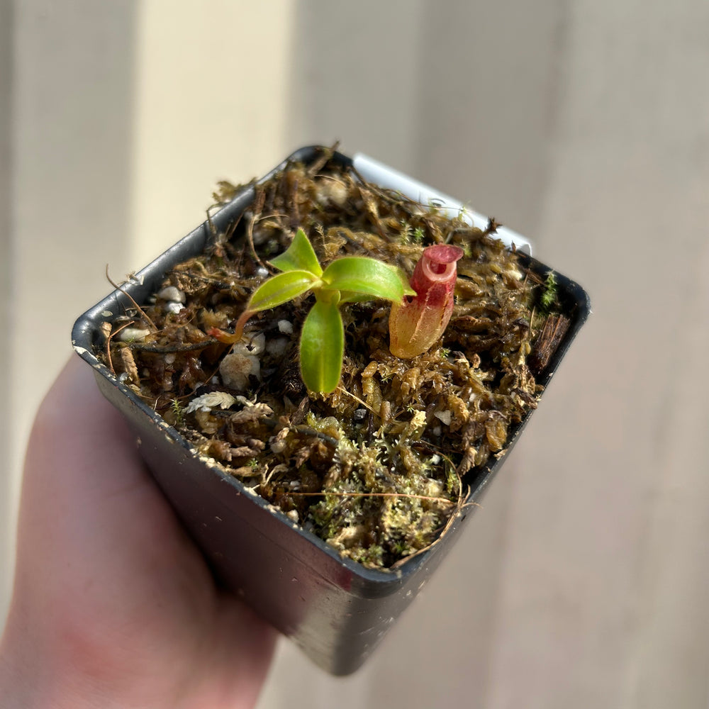 
                      
                        [W034] Nepenthes aristolochioides x veitchii (red striped peristome)
                      
                    