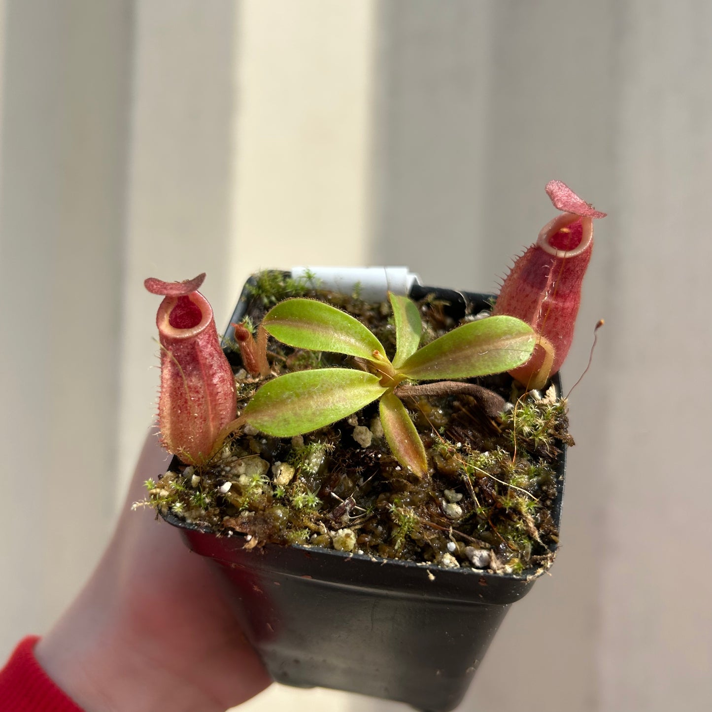 [W035] Nepenthes aristolochioides x veitchii (red striped peristome)