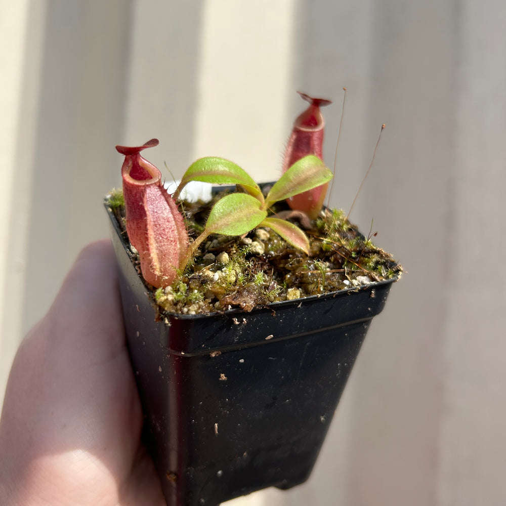 [W035] Nepenthes aristolochioides x veitchii (red striped peristome)