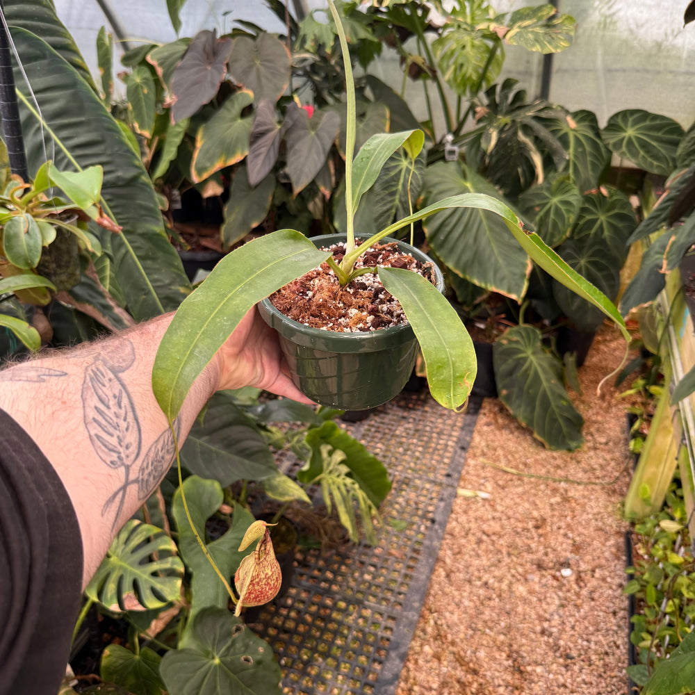 
                      
                        Nepenthes Rafflesiana
                      
                    