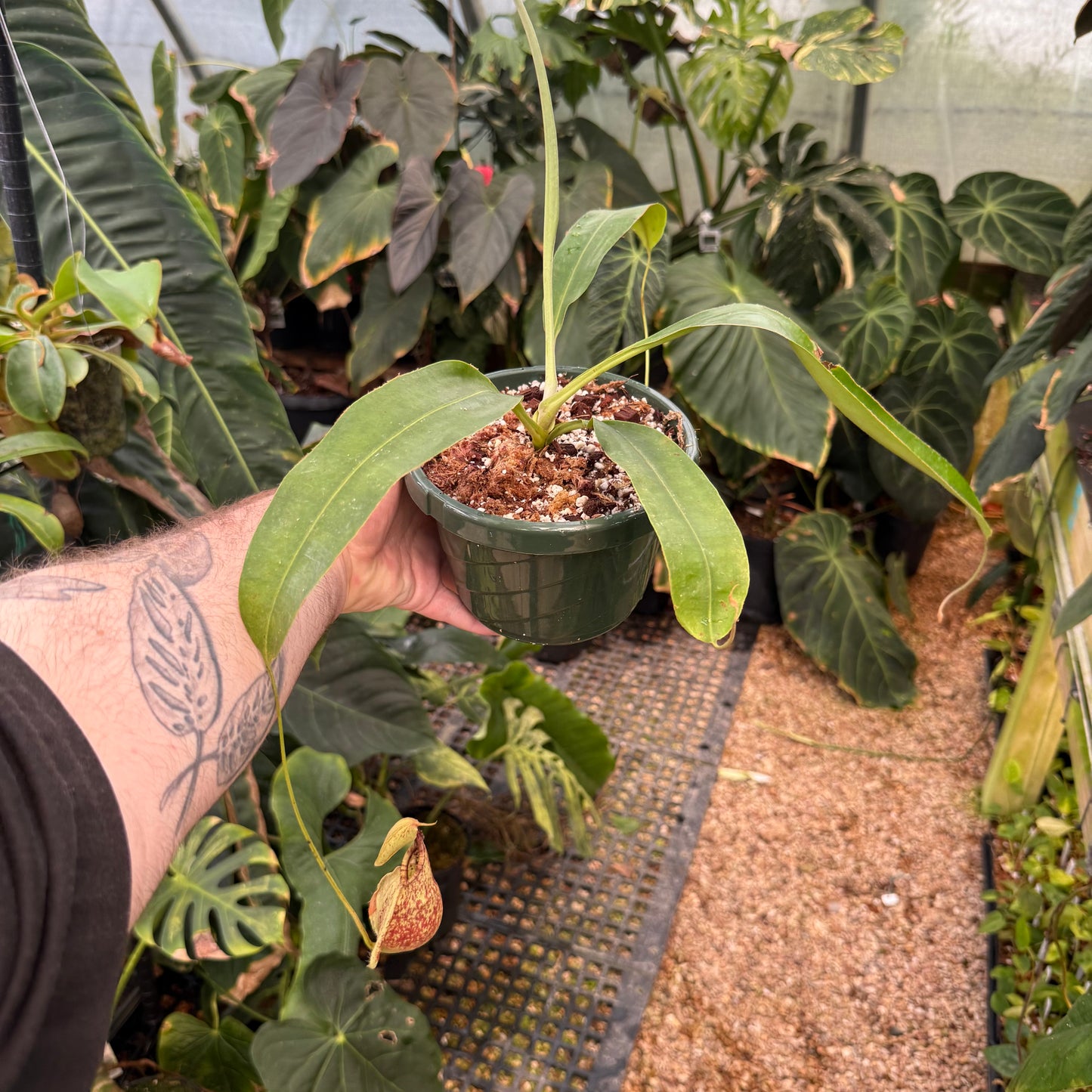 anthurium net house price in sri lanka Nepenthes Rafflesiana – Carnivero