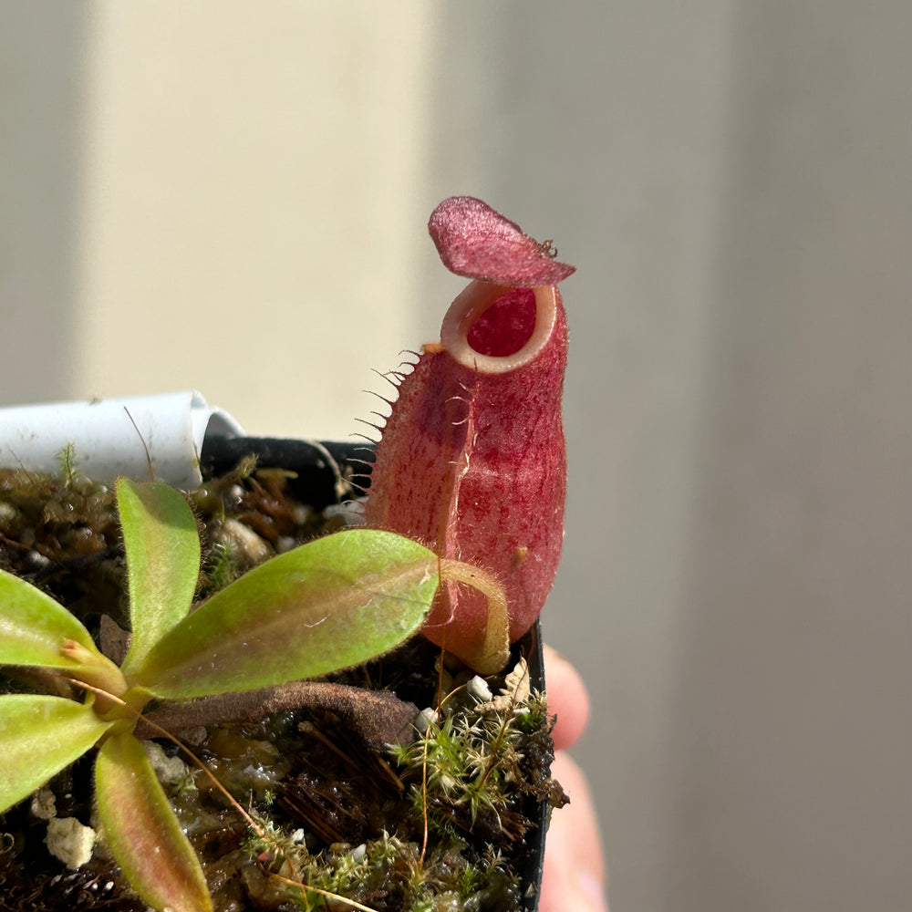 
                      
                        [W035] Nepenthes aristolochioides x veitchii (red striped peristome)
                      
                    