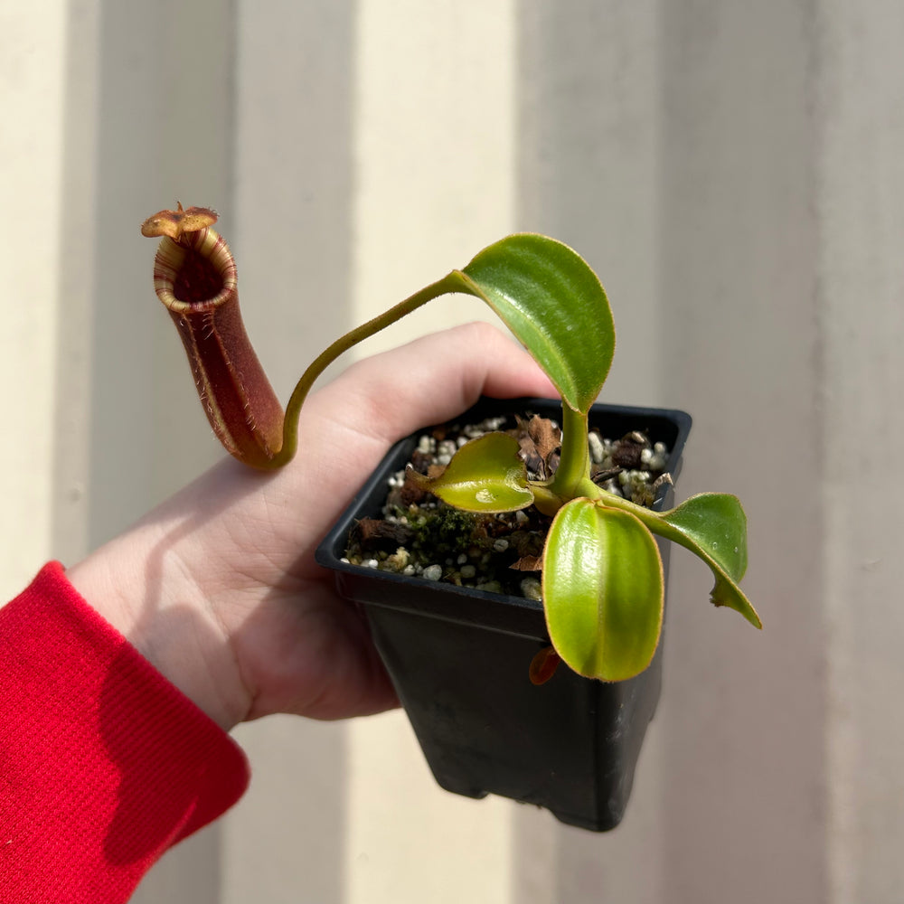 [W036] Nepenthes robcantleyi x lowii